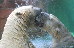 シロクマのカップル