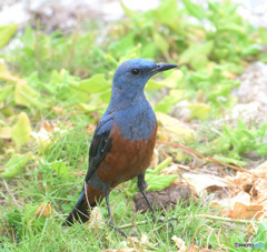 沖縄のイソヒヨドリ