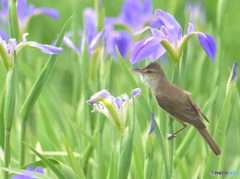 在庫のオオヨシキリ⑤