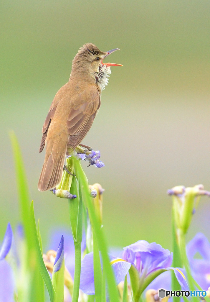 花菖蒲にオオヨシキリ⑨