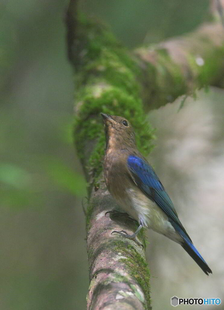 オオルリ若♂②