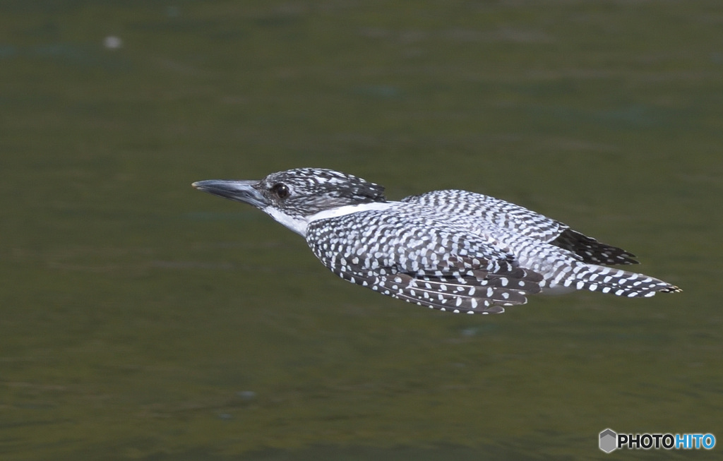 本日のヤマセミさん