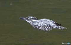 本日のヤマセミさん
