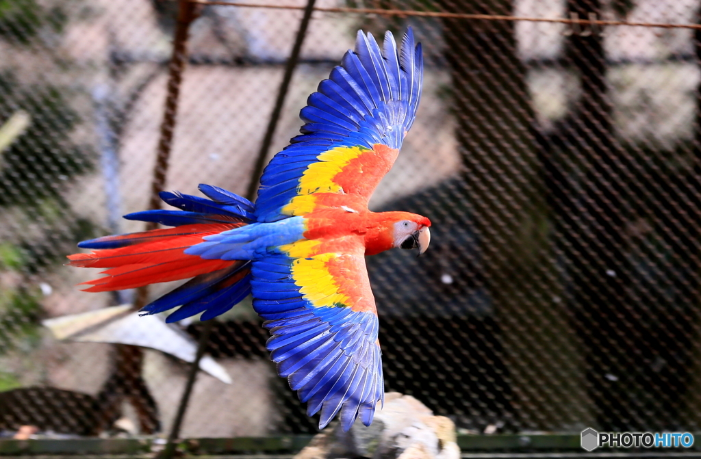 ベニコンゴウインコ