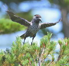 元気なホシガラス⑤