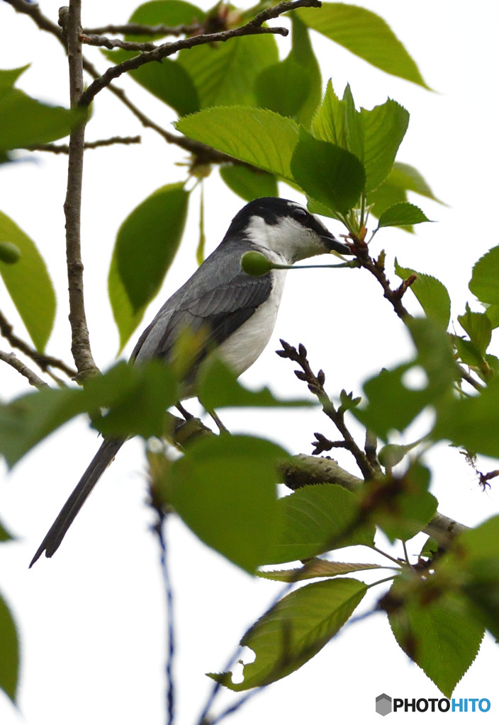キミの名は？（サンショウクイでした）