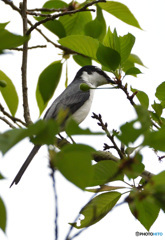 キミの名は？（サンショウクイでした）