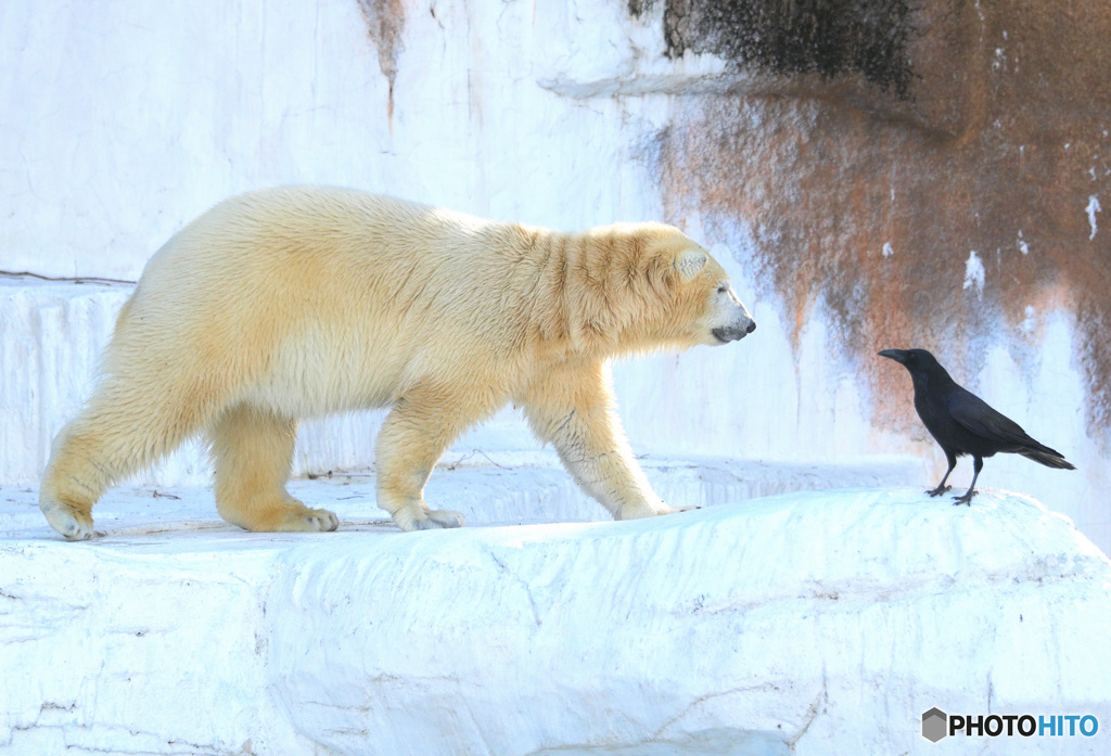 シロクマとカラス