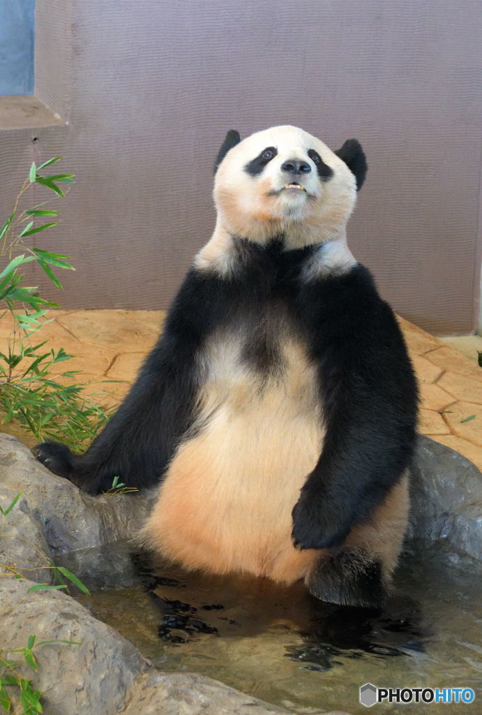 パンダ温泉