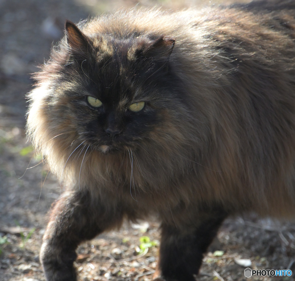 春の野良猫