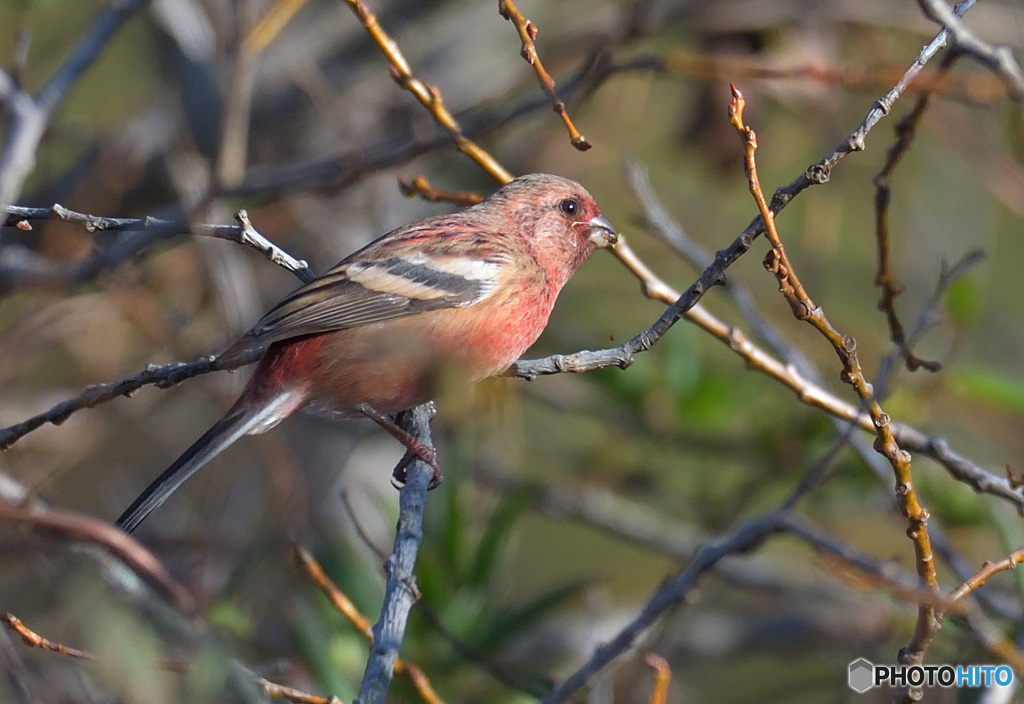 本日のベニマシコ君