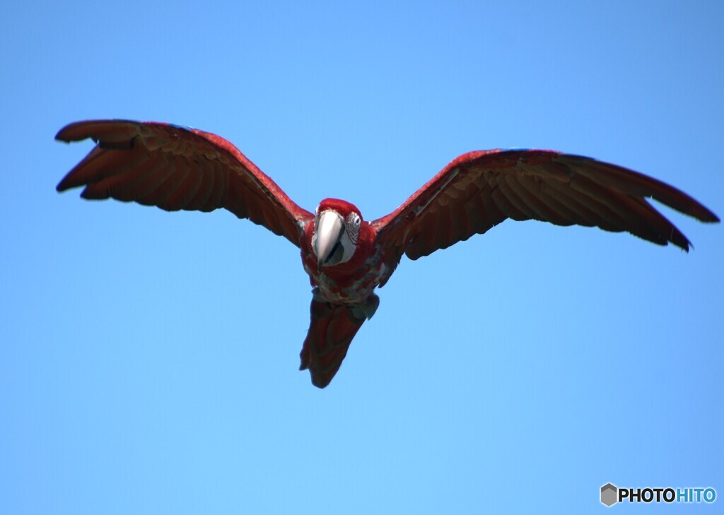 バードショー⑦