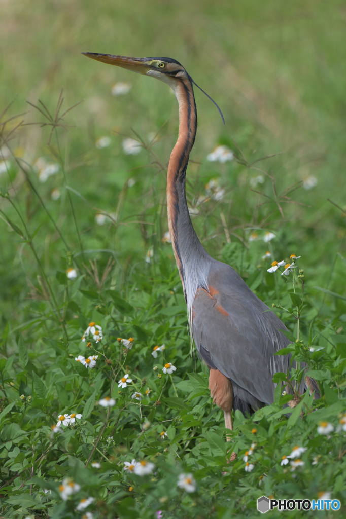 久しぶりのムラサキサギ②