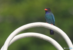 ブッポウソウ2022