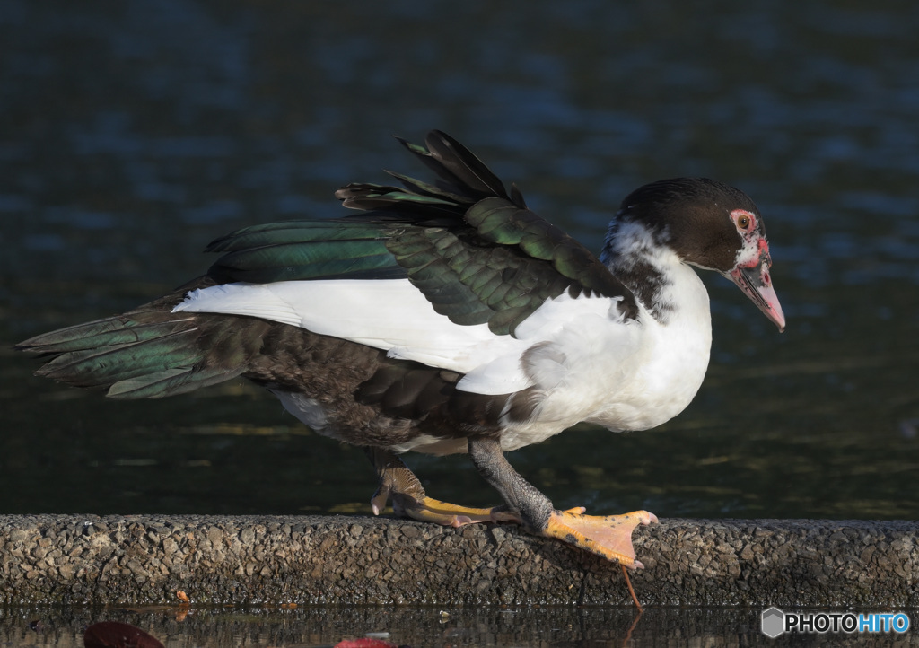 迷鳥バリケン②