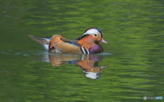本日のオシドリくん