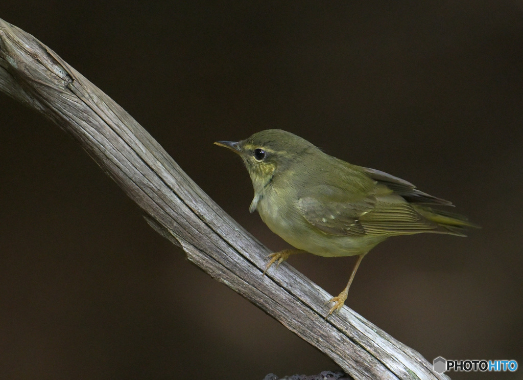 メボソムシクイ2024②
