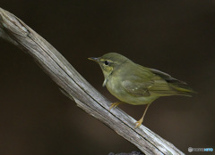 メボソムシクイ2024②