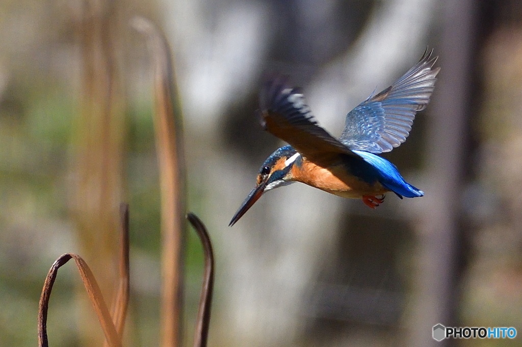 久しぶりのカワちゃん