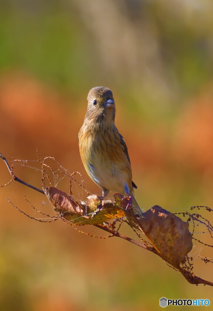 秋色ベニマシコさん⑤