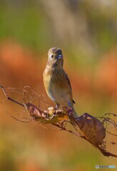 秋色ベニマシコさん⑤