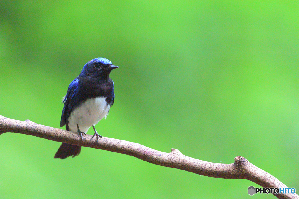 思い出のオオルリ君