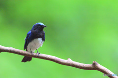 思い出のオオルリ君