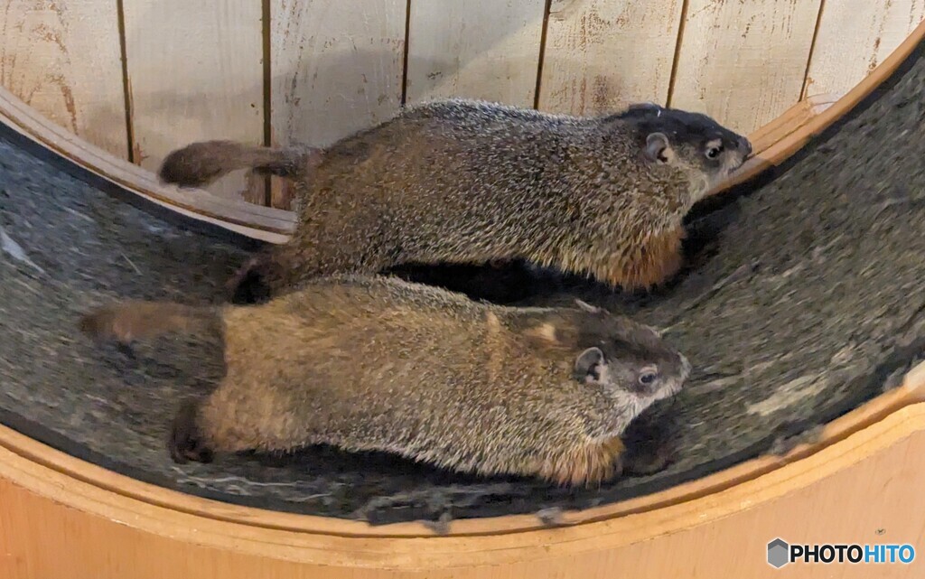 疾走するマーモット