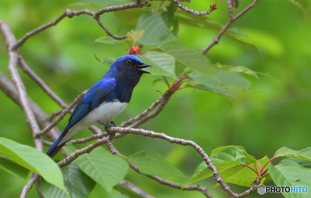 唄うオオルリくん