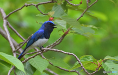 唄うオオルリくん