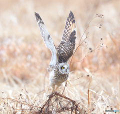 コミミズク行きま～す！