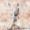 コミミズク行きま～す！