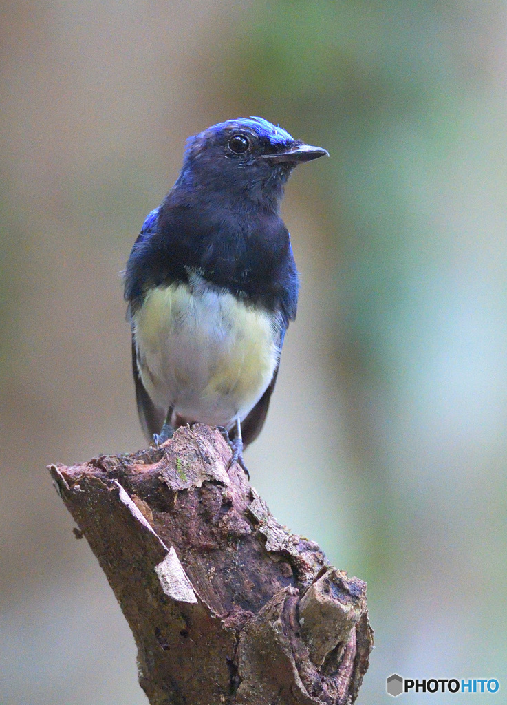 7月のオオルリくん③