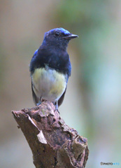 7月のオオルリくん③