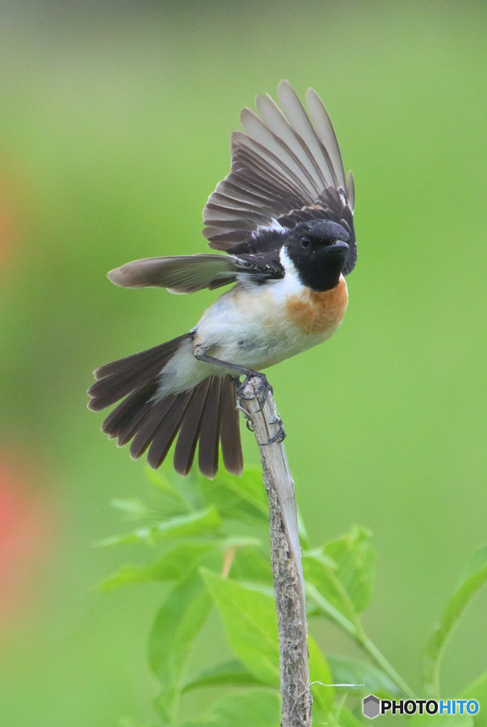 6月のノビタキ君④