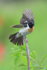 6月のノビタキ君④