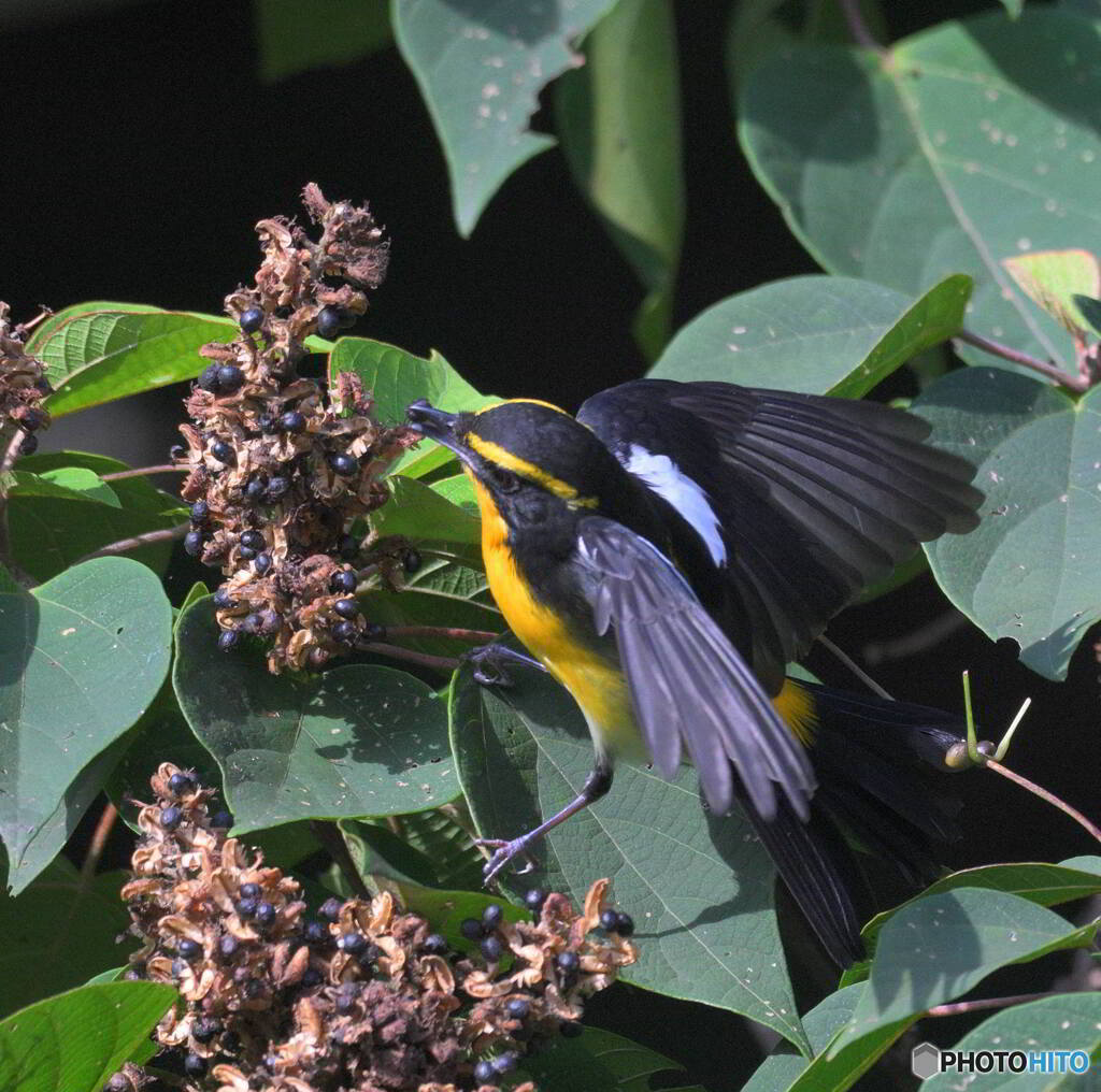 元気なキビタキ♂
