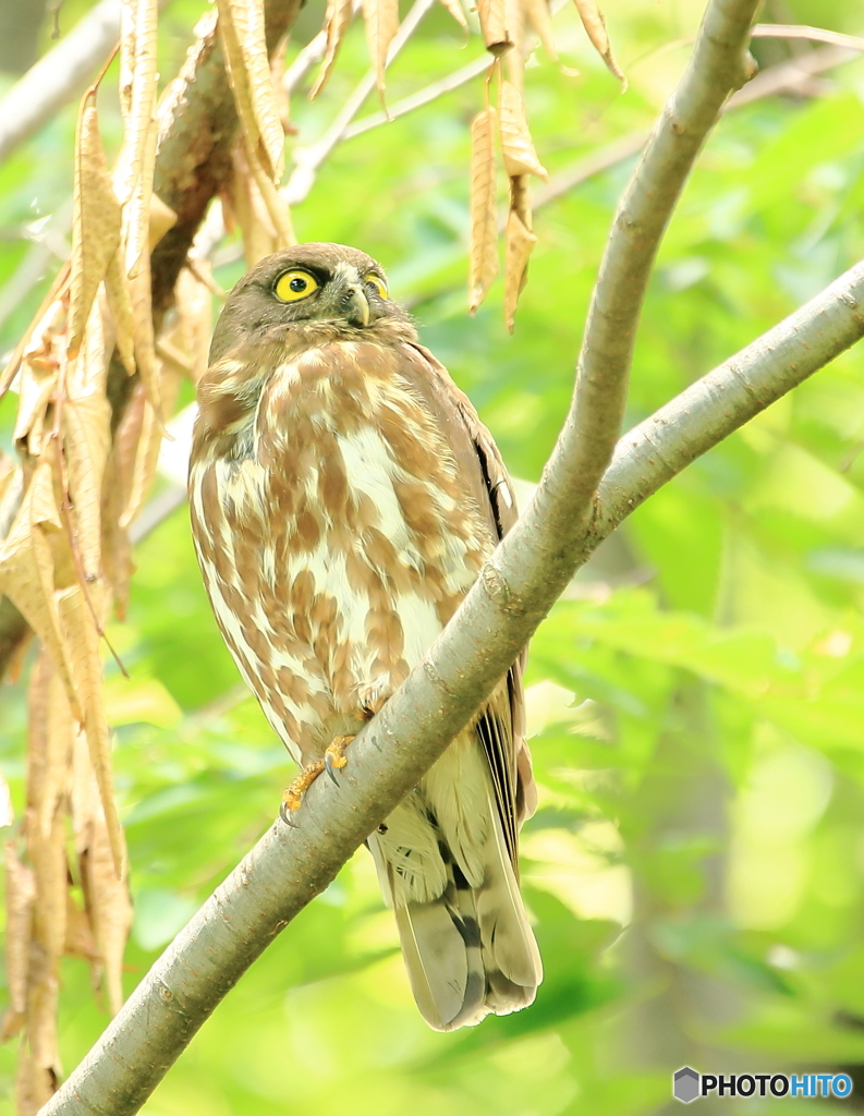 アオバズクさん
