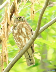 アオバズクさん