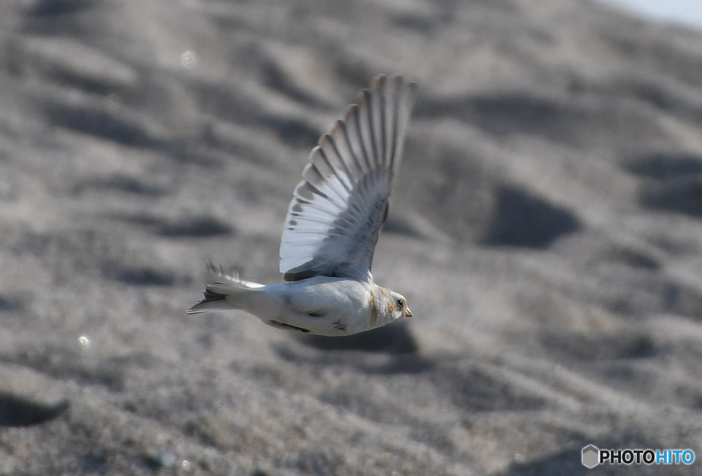 ユキホオジロの飛翔