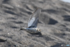 ユキホオジロの飛翔