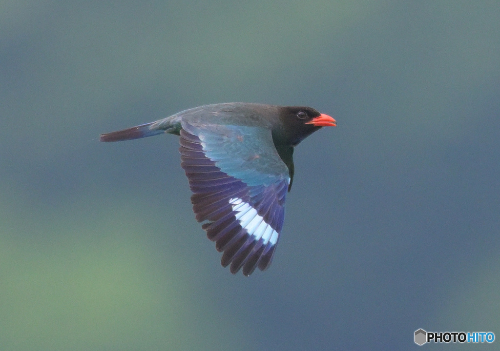 ブッポウソウ52