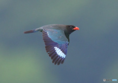 ブッポウソウ52