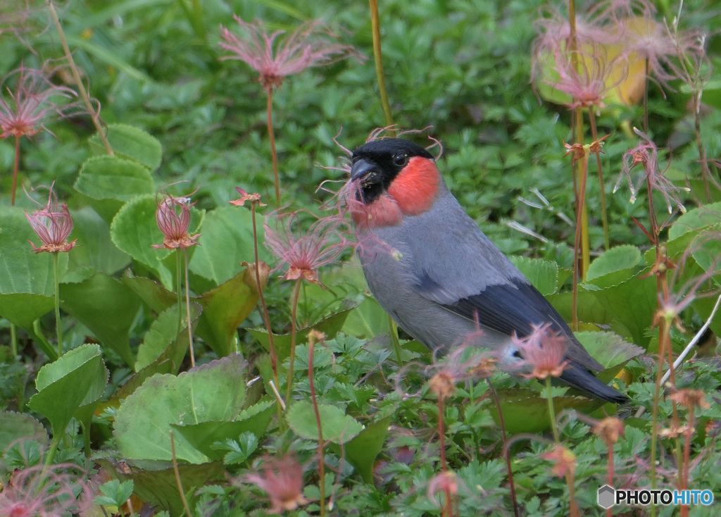 チングルマにウソ♂④