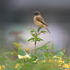 バラにノビタキ③