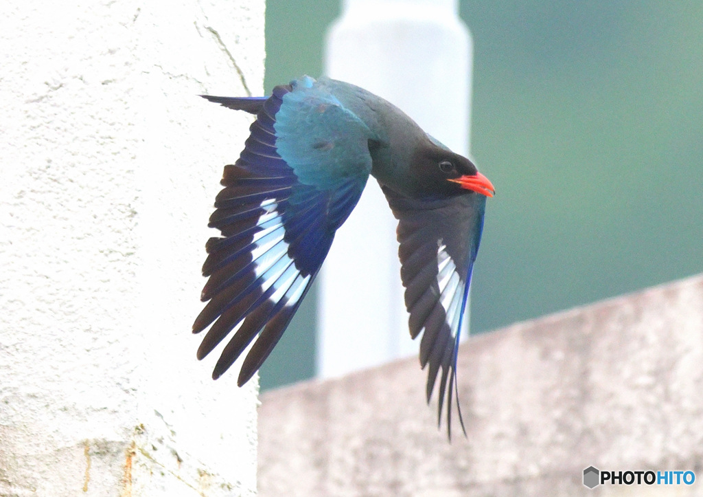 7月のブッポウソウ㉖