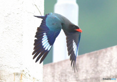 7月のブッポウソウ㉖