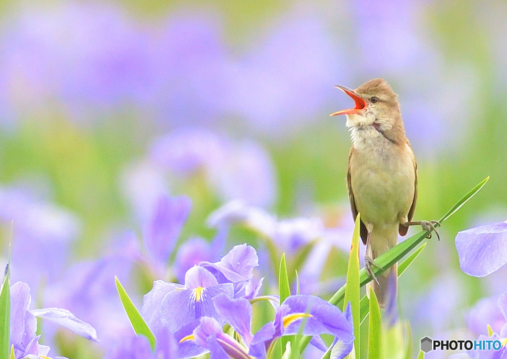 花菖蒲にオオヨシキリ⑱