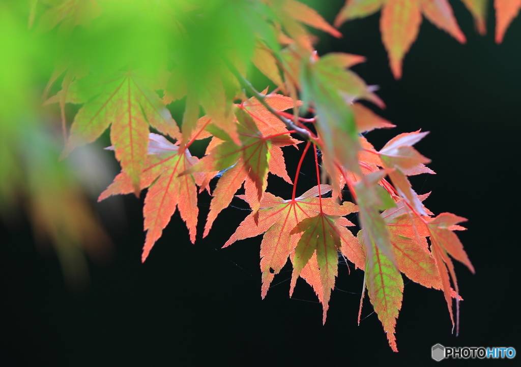紅葉