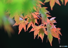 紅葉